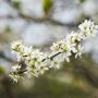Sleedoorn haag bloemen